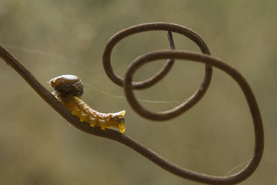 Close-up of barbed wire