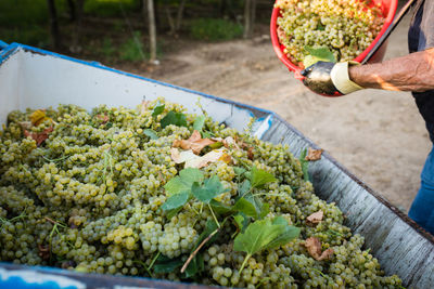 Midsection of man harvesting grapes at farm