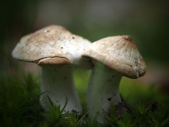 Close-up of mushroom growing outdoors