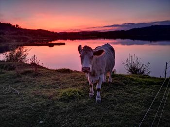 Horse standing in a lake