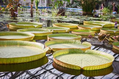 Lotus leaves floating on pond