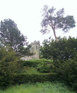 Trees growing in park