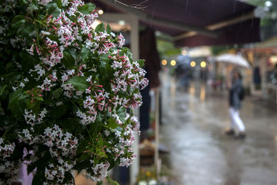 Flowers growing by street during rainy season