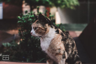 Close-up of a cat looking away