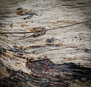 Full frame shot of tree trunk