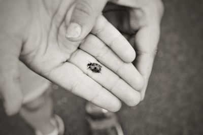 Close-up of hand holding insect