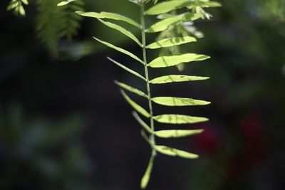 Close-up of fern leaves