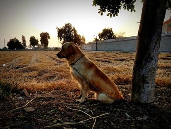 Dog looking away on field