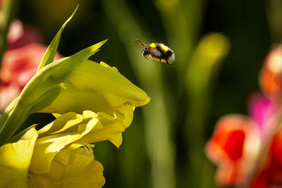 Close-up of bee pollinating on yellow flower