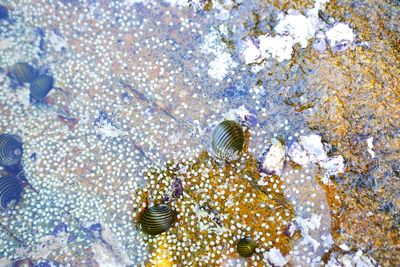 Close-up of seashell in sea