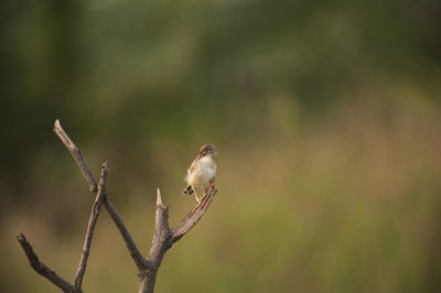 Close-up of bird perching on tree