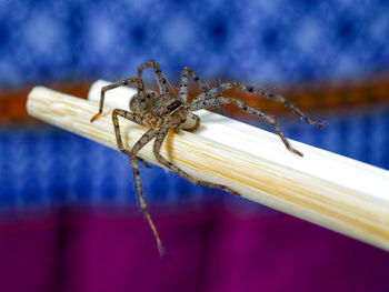 Close-up of spider