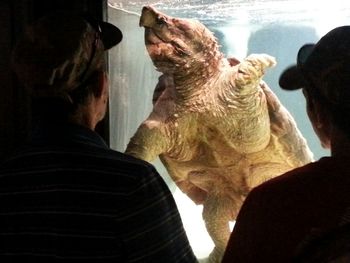 Men looking at tortoise in aquarium