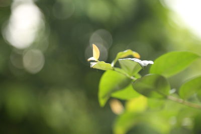 Close-up of white flowering plant