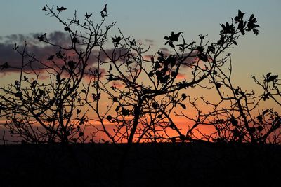 Silhouette bare tree against sky at sunset