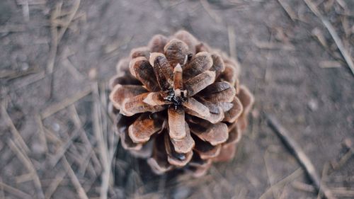 Close-up of pine cone