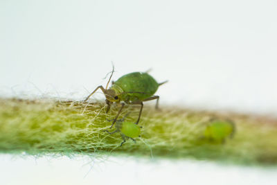 Close-up of insect