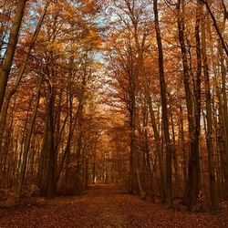 Footpath amidst trees in forest during autumn