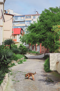 Dog by plants in city against sky