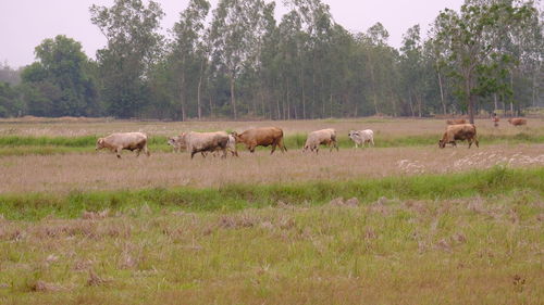 Horses grazing in a field