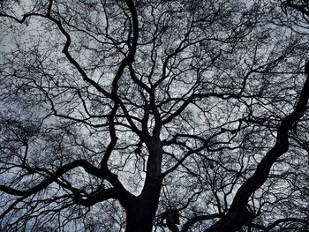 Low angle view of bare trees against sky