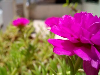 Close-up of purple crocus blooming outdoors