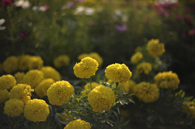 Close-up of yellow flowering plants on field