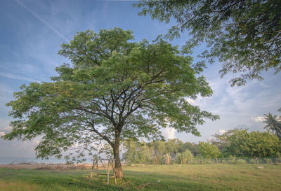 Tree on field against sky