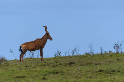 Giraffe standing on field against sky