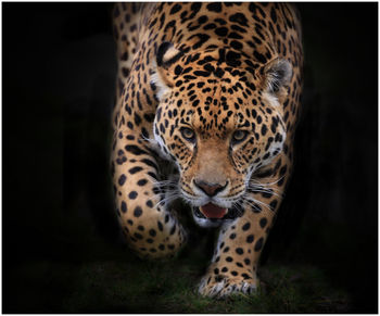 Portrait of jaguar walking on field