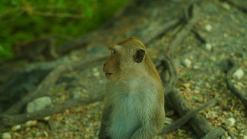 Close-up of squirrel on rock