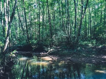 Trees growing in forest