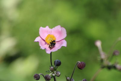 Close-up of pink flower