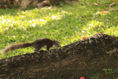 Squirrel on a land