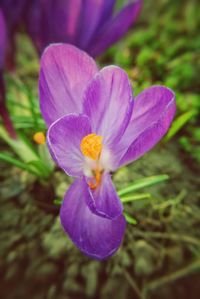 Close-up of purple flower blooming outdoors