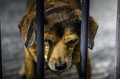 Close-up portrait of dog