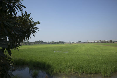 Scenic view of agricultural field against clear sky