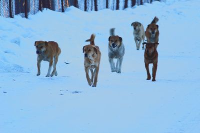 Dogs standing on snow field during winter