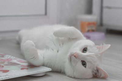 Close-up of a cat on bed