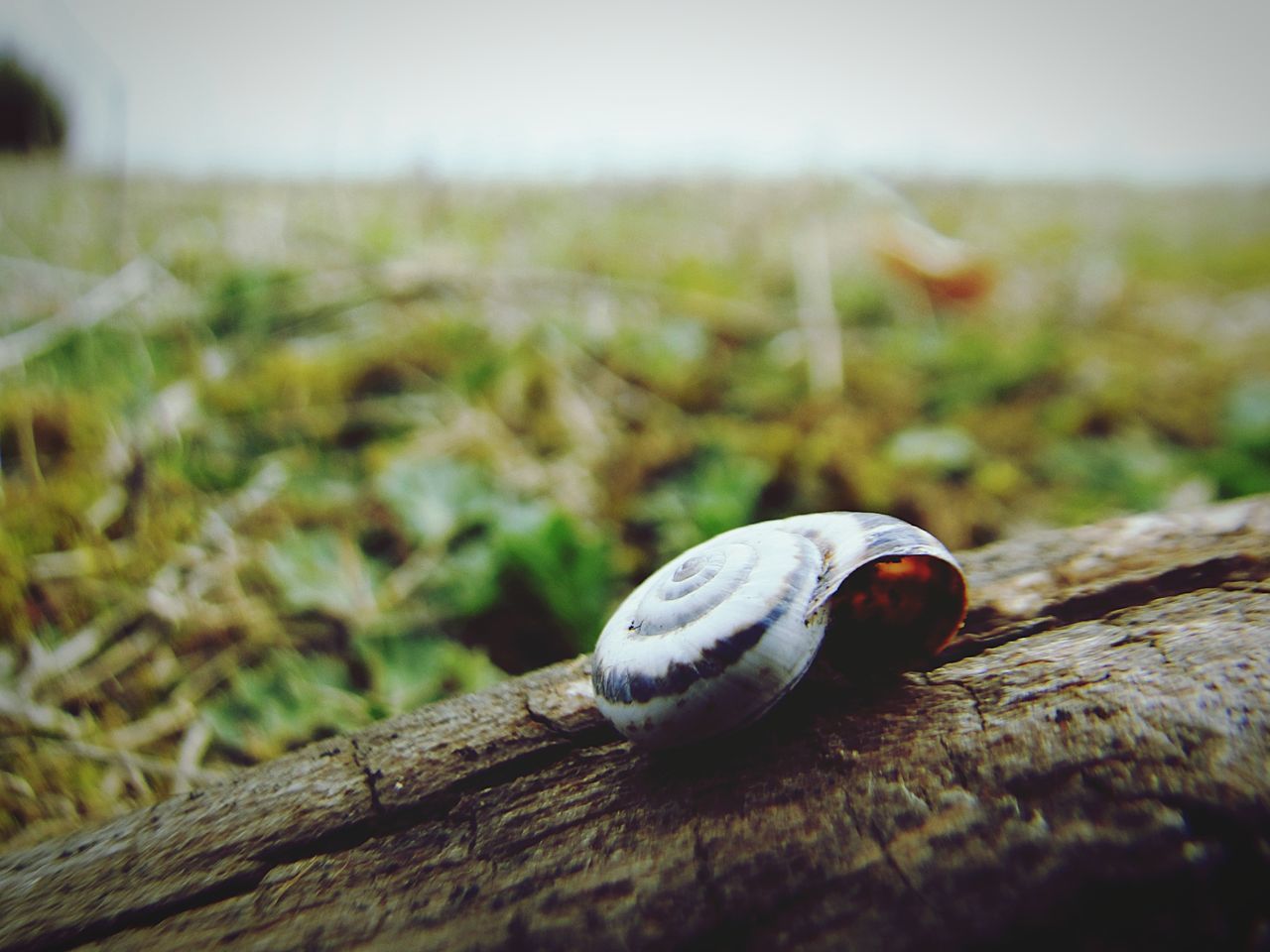 animal themes, one animal, close-up, nature, outdoors, insect, animals in the wild, no people, day, fragility, gastropod