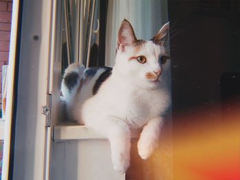 Close-up of cat looking away