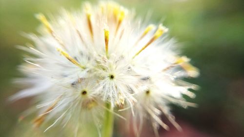 Close-up of dandelion