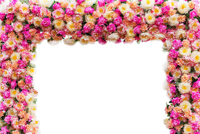 Close-up of pink flowering plant against white background