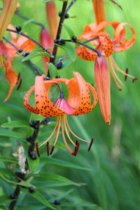 Close-up of butterfly pollinating on flower