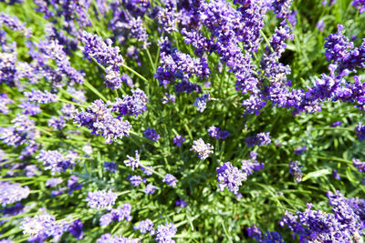 Close-up of purple flowering plants on field
