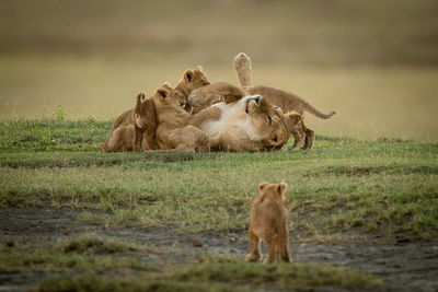 Lioness with cubs on grass