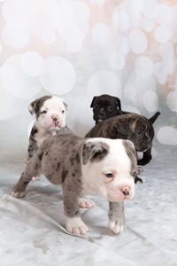 Puppies against white backdrop