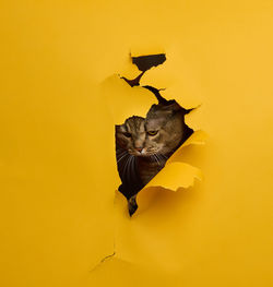 Adult gray scottish straight cat peeks out of a hole in a yellow paper background.