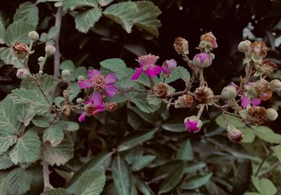 Close-up of pink flowering plants