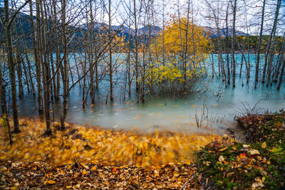 Autumn leaves on lake in forest